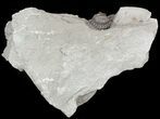 Wide, Enrolled Flexicalymene Trilobite In Shale - Ohio #52198-3